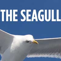 The Seagull